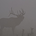 Misty Morning Bull Elk