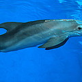 Winter the Dolphin