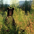 Smoky Mountain Staredown